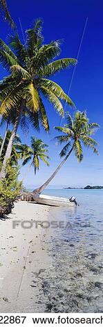 Stock Photo - Palm Trees and Motorized Dinghy. Fotosearch