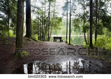 Park bench in forest at Rice Lake View Large Photo Image Stock Image - Park bench in forest at Rice Lake. Fotosearch