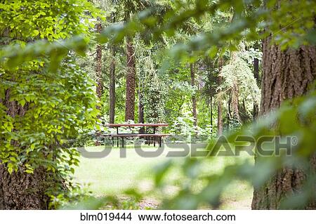 Picnic Table in Woods View Large Photo Image Picture - Picnic Table in Woods. Fotosearch