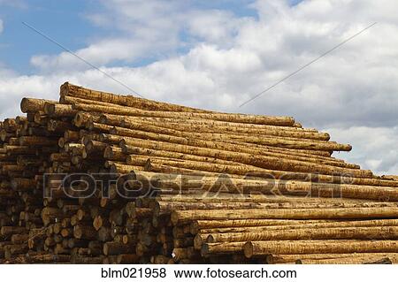 Pile of Fresh Timber View Large Photo Image Stock Photo - Pile of Fresh Timber. Fotosearch