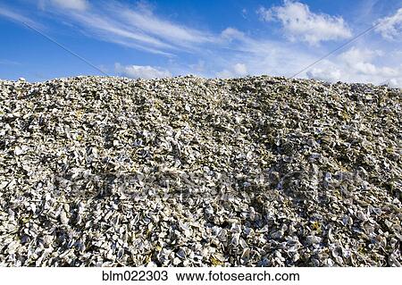 Pile of Oyster Shells, Long Beach Peninsula, Washington View Large Photo Image Stock Image - Pile of Oyster Shells, Long Beach Peninsula, Washington. Fotosearch