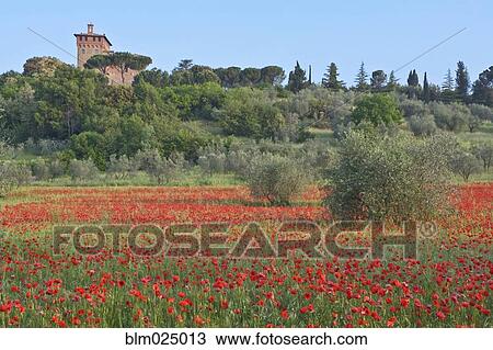 Stock Image - Poppy Field. Fotosearch