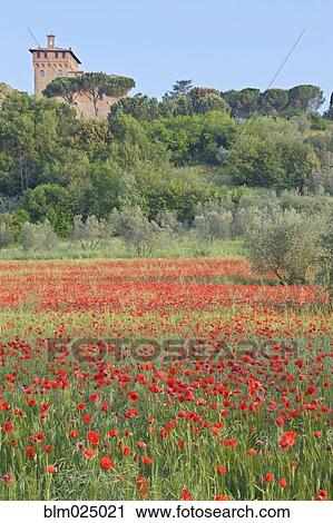 Poppy Field View Large Photo Image Stock Image - Poppy Field. Fotosearch