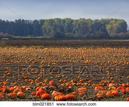 Pumpkin Field in Autumn View Large Photo Image Stock Image - Pumpkin Field in Autumn. Fotosearch
