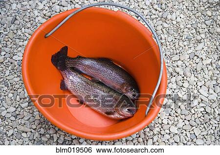 Rainbow Trout in Bucket View Large Photo Image Stock Photograph - Rainbow Trout in Bucket. Fotosearch