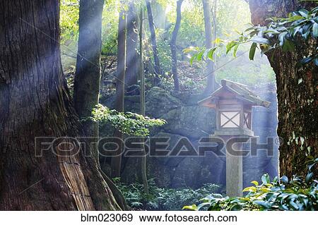 Rays of Sunlight Shining through a Japanese Forest View Large Photo Image Stock Photo - Rays of Sunlight Shining through a Japanese Forest. Fotosearch