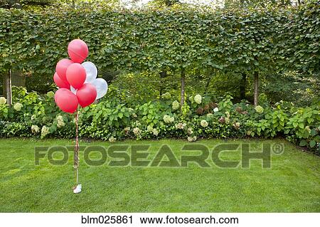 Stock Image - Red and white helium balloons tied in a bunch. Fotosearch