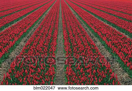 Red Tulips in Field View Large Photo Image Stock Photo - Red Tulips in Field. Fotosearch