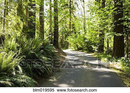 Road in Forest View Large Photo Image Stock Photography - Road in Forest. Fotosearch
