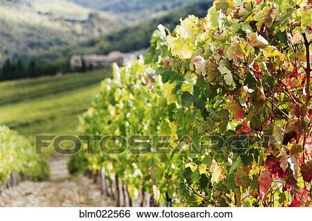 Stock Photograph - Row of Grapevines in Vineyard. Fotosearch