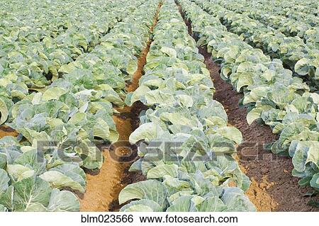 Rows of cauliflowers growing in field View Large Photo Image Stock Photograph - Rows of cauliflowers growing in field. Fotosearch