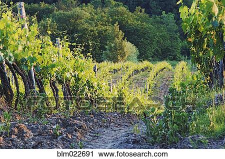 Rows of Grapevines at Sunset View Large Photo Image Stock Image - Rows of Grapevines at Sunset. Fotosearch