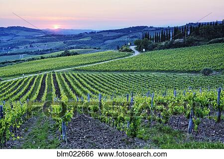 Rows of Grapevines at Sunset View Large Photo Image Stock Photograph - Rows of Grapevines at Sunset. Fotosearch