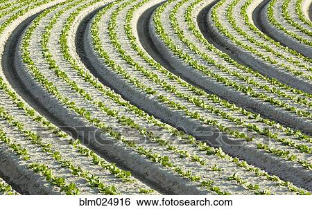 Rows of Lettuce View Large Photo Image Stock Photograph - Rows of Lettuce. Fotosearch