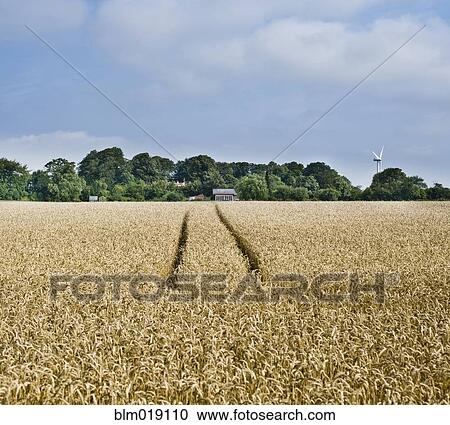Rye field View Large Photo Image Stock Image - Rye field. Fotosearch
