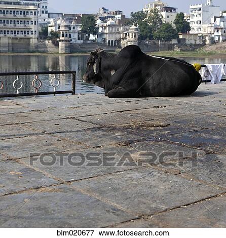 Sacred Cow at the Bathing Ghat View Large Photo Image Stock Photo - Sacred Cow at the Bathing Ghat. Fotosearch
