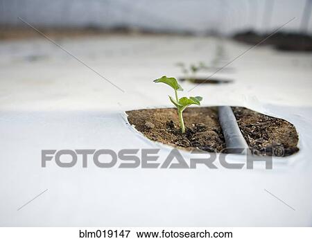 Seedling Growing in a Greenhouse View Large Photo Image Stock Photo - Seedling Growing in a Greenhouse. Fotosearch