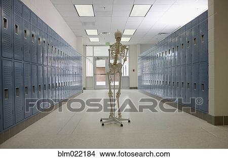 Skeleton in High School Hallway View Large Photo Image Picture - Skeleton in High School Hallway. Fotosearch