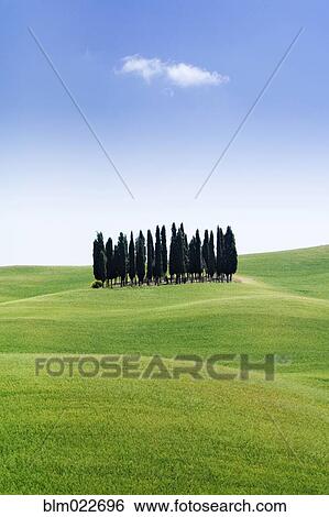 Stand of Cypress Trees in Rolling Meadow View Large Photo Image Stock Photograph - Stand of Cypress Trees in Rolling Meadow. Fotosearch