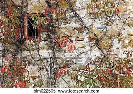 Stone Cottage and Virginia Creeper in Fall Color View Large Photo Image Stock Photography - Stone Cottage and Virginia Creeper in Fall Color. Fotosearch