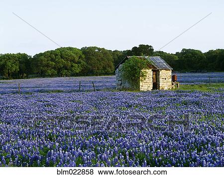 Stone Shed in Field of Bluebonnets View Large Photo Image Stock Photo - Stone Shed in Field of Bluebonnets. Fotosearch