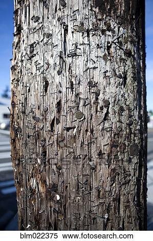 Telephone Pole Covered With Staples and Nails View Large Photo Image Stock Photography - Telephone Pole Covered With Staples and Nails. Fotosearch