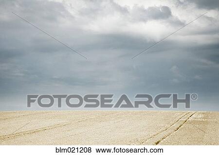 Tractor Lines in Wheat Field View Large Photo Image Stock Photo - Tractor Lines in Wheat Field. Fotosearch