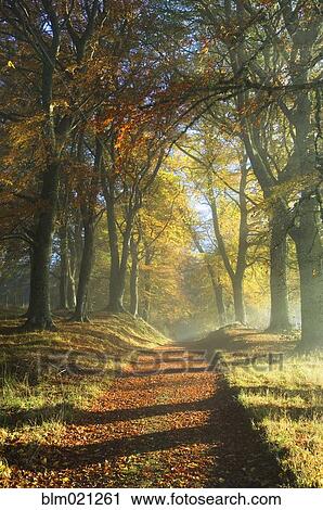 Trail Through a Forest in Autumn View Large Photo Image Stock Image - Trail Through a Forest in Autumn. Fotosearch