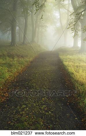 Trail Through Forest View Large Photo Image Stock Photo - Trail Through Forest. Fotosearch