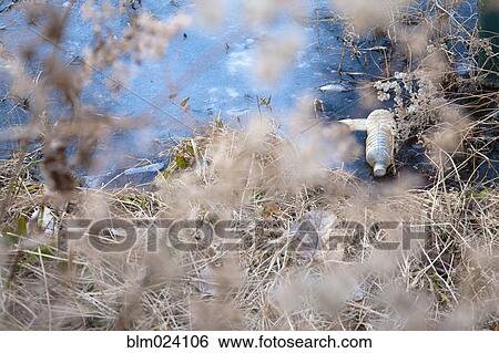 Trash in a Lake View Large Photo Image Stock Photograph - Trash in a Lake. Fotosearch