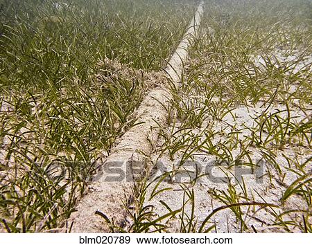 Underwater Cable View Large Photo Image Stock Photo - Underwater Cable. Fotosearch