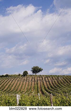 Vineyard and Lone Tree View Large Photo Image Stock Photo - Vineyard and Lone Tree. Fotosearch