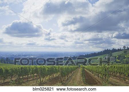 Stock Image - Vineyard and rows of vines in the Oregon wine region. Fotosearch