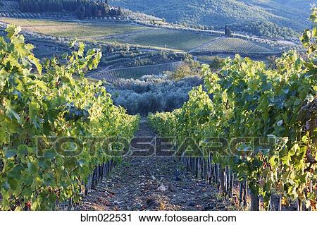 Vineyards View Large Photo Image Stock Image - Vineyards. Fotosearch