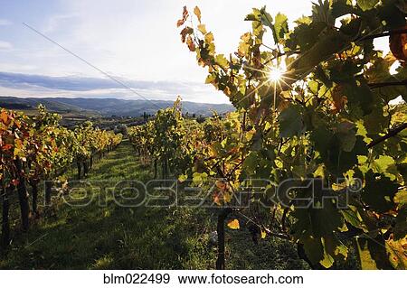 Vineyards View Large Photo Image Stock Photo - Vineyards. Fotosearch
