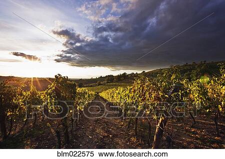 Stock Photography - Vineyards. Fotosearch