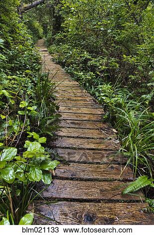 Stock Image - Walkway Through Forest. Fotosearch