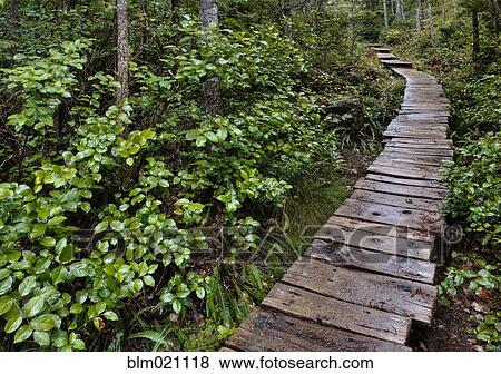 Walkway Through Forest View Large Photo Image Stock Photo - Walkway Through Forest. Fotosearch