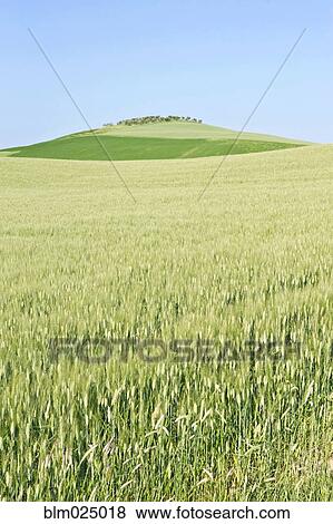Wheat Field View Large Photo Image Stock Photo - Wheat Field. Fotosearch