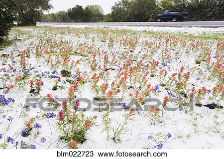 Wildflowers Blanketed by Late Spring Snowfall View Large Photo Image Stock Image - Wildflowers Blanketed by Late Spring Snowfall. Fotosearch
