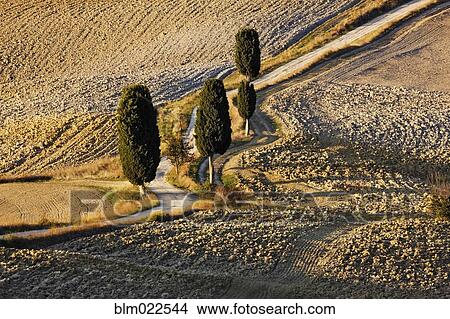 Winding Dirt Road and Cypress Trees View Large Photo Image Picture - Winding Dirt Road and Cypress Trees. Fotosearch