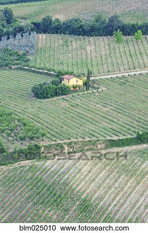 Yellow House in a Vineyard View Large Photo Image Stock Image - Yellow House in a Vineyard. Fotosearch