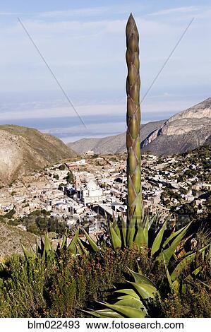 Yucca Tree and Town View Large Photo Image Stock Image - Yucca Tree and Town. Fotosearch