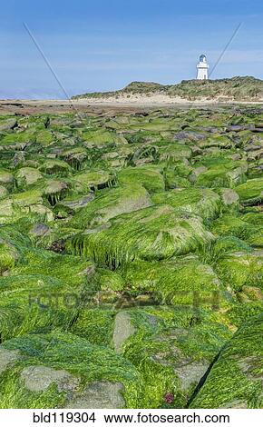 Picture - Algae covering rocks at beach, Waipapa, Catlins, New Zealand. Fotosearch