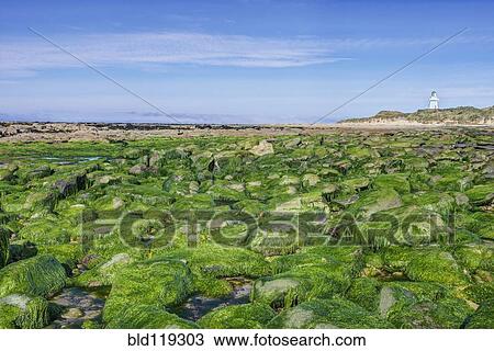 Stock Image - Algae covering rocks at beach, Waipapa, Catlins, New Zealand. Fotosearch