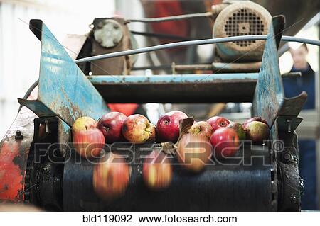 Stock Image - Apples being processed on conveyor belt. Fotosearch