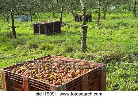 Stock Image - Barrels of fruit in orchard. Fotosearch