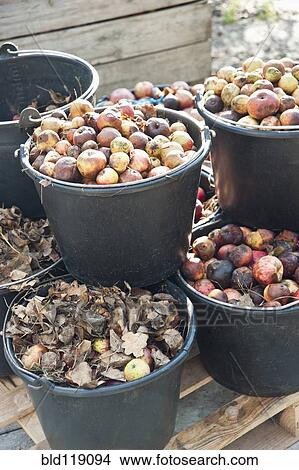 Picture - Buckets of apple on wooden bench. Fotosearch