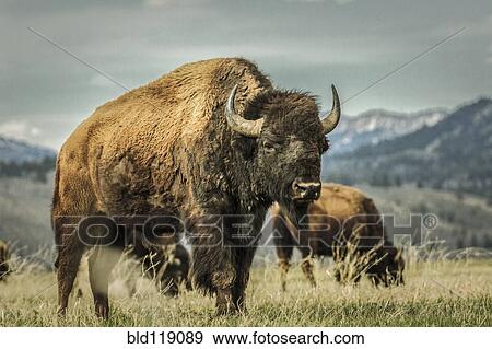 Stock Photo - Buffalo grazing in grassy rural field. Fotosearch