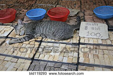 Cat sleeping on trinkets in marketplace View Large Photo Image Stock Image - Cat sleeping on trinkets in marketplace. Fotosearch